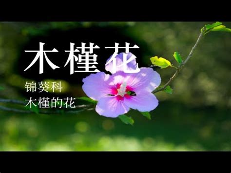 木槿花 八字命名